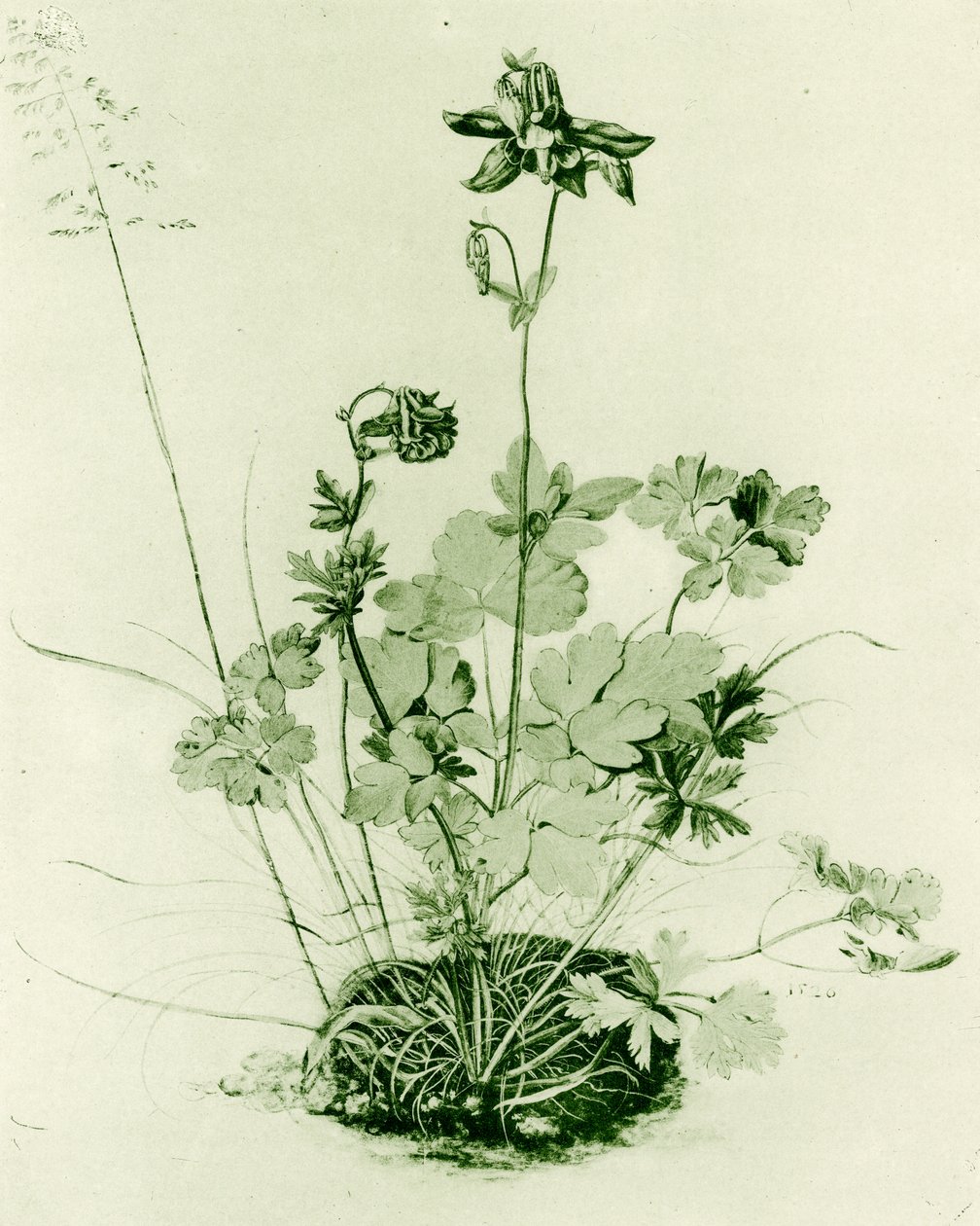 Colombina da Albrecht Dürer