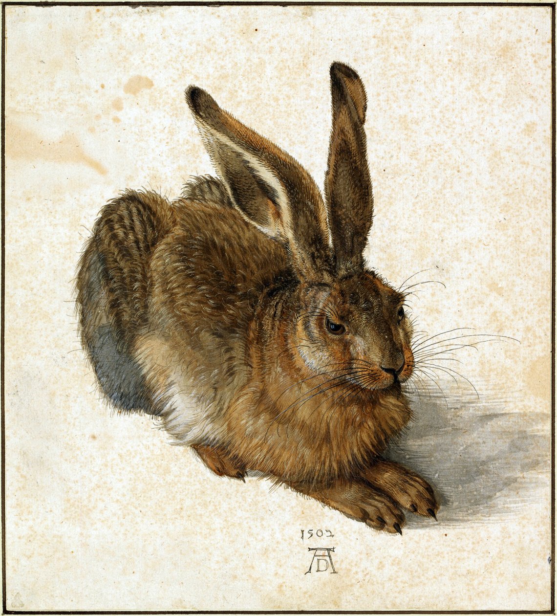 Lepre (ritoccata) da Albrecht Dürer