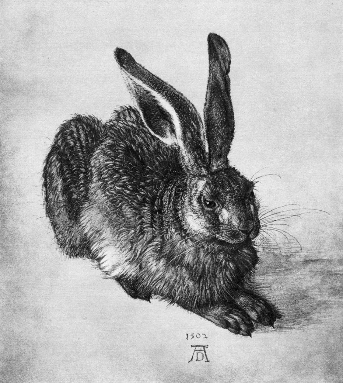 Lepre, 1502, 1936 da Albrecht Dürer