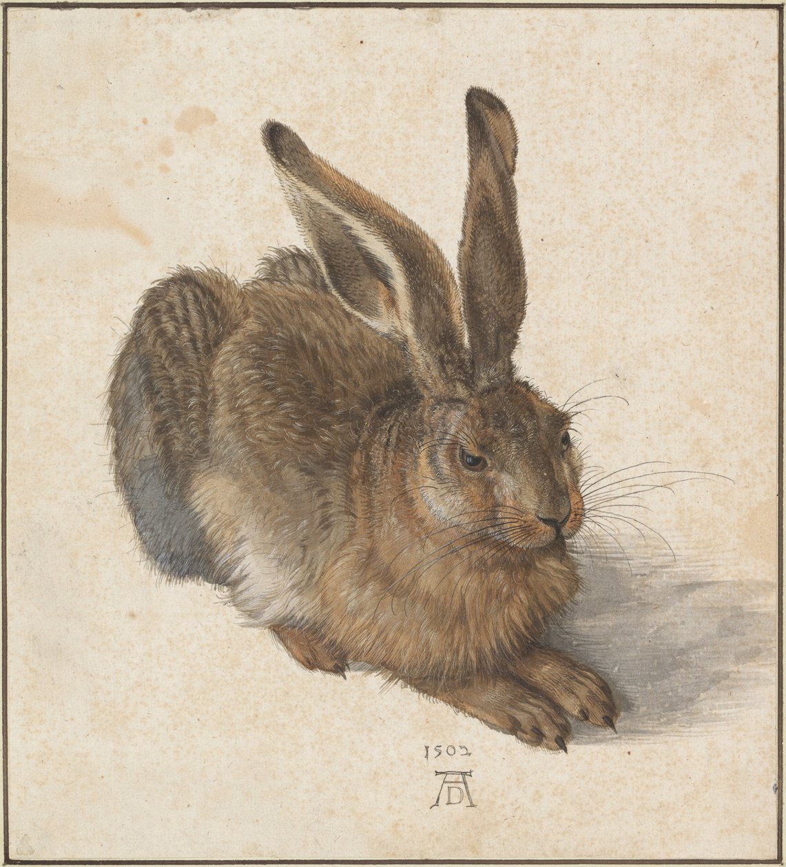 Hase da Albrecht Dürer