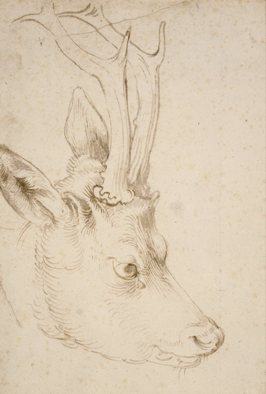 Testa di un capriolo da Albrecht Dürer