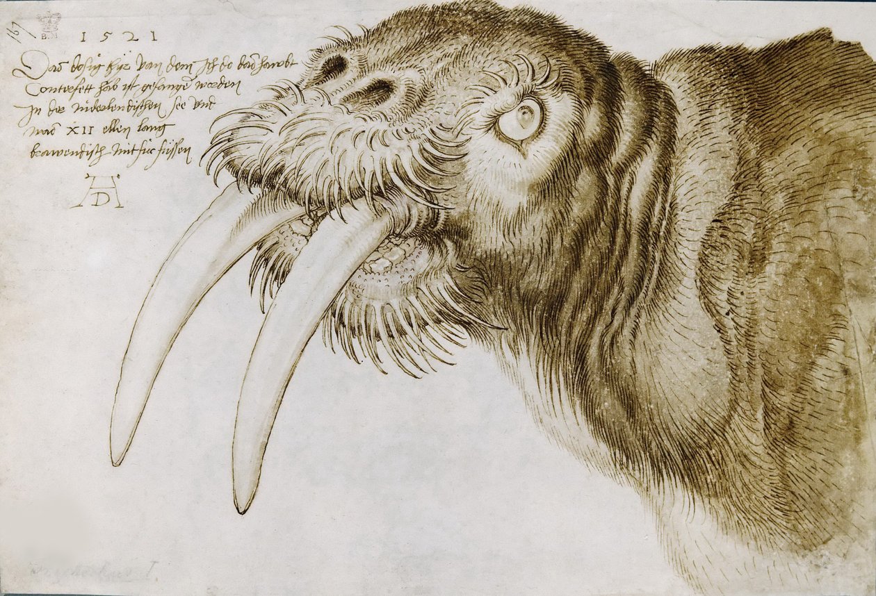 Testa di tricheco, 1521 da Albrecht Dürer