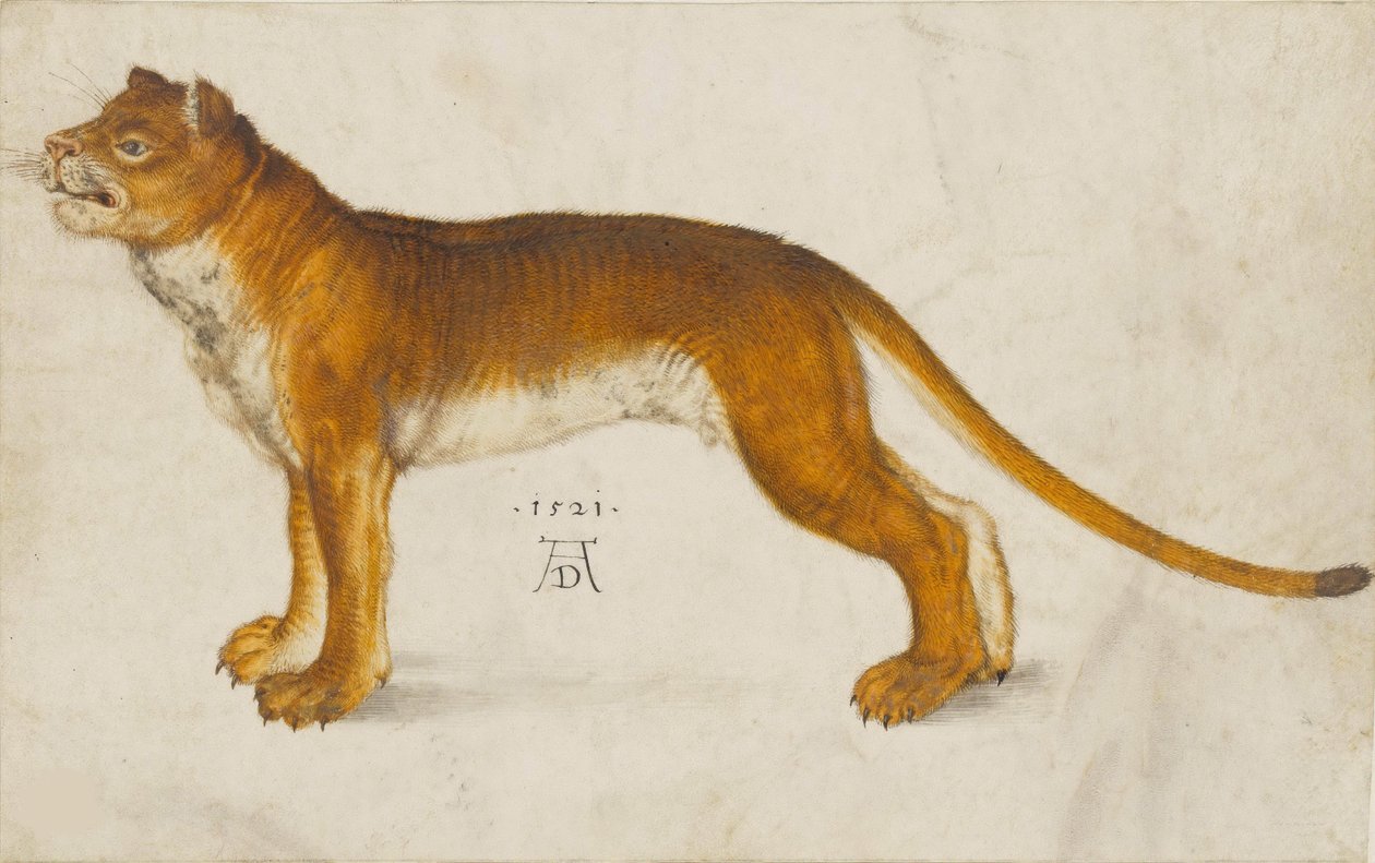Leonessa da Albrecht Dürer