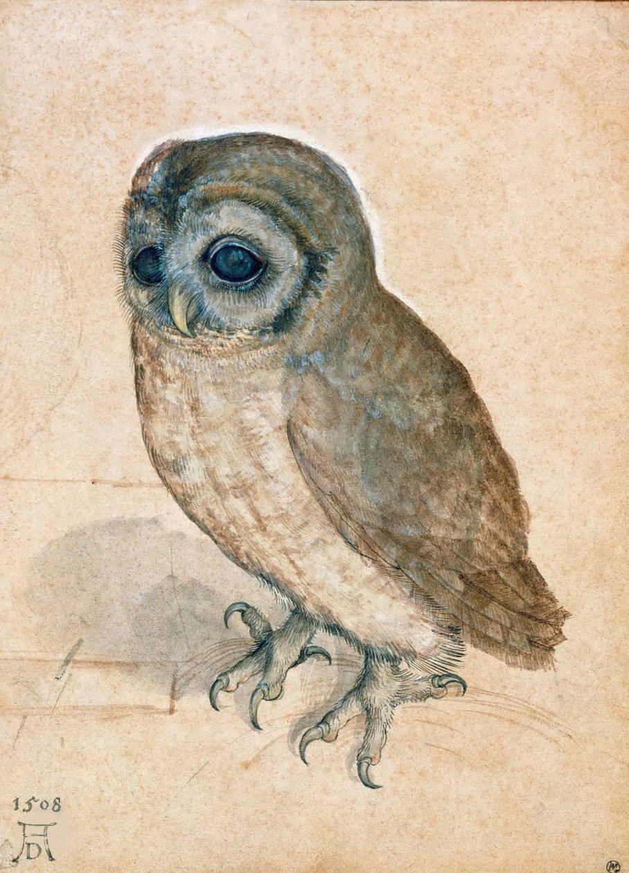 Civetta da Albrecht Dürer