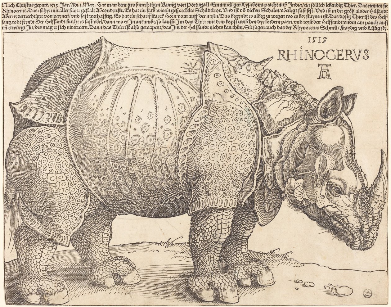 Il rinoceronte da Albrecht Dürer