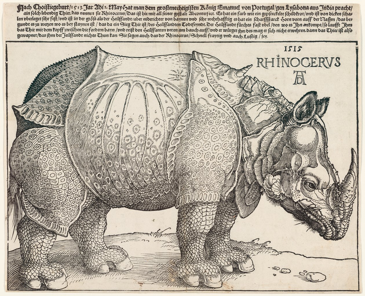 Il rinoceronte da Albrecht Dürer