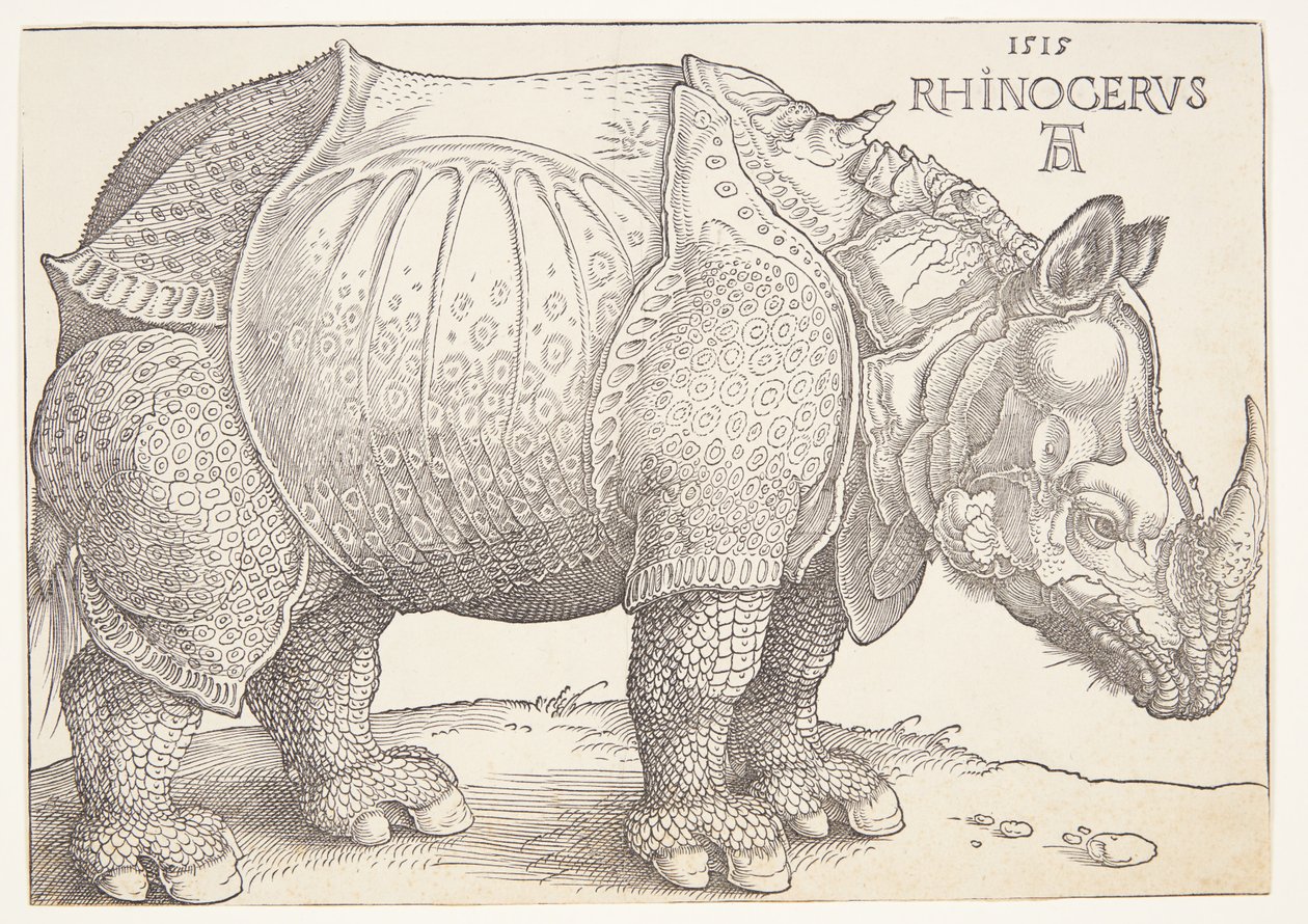 Il rinoceronte da Albrecht Dürer