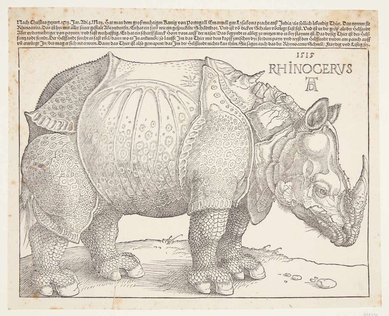 Il rinoceronte da Albrecht Dürer