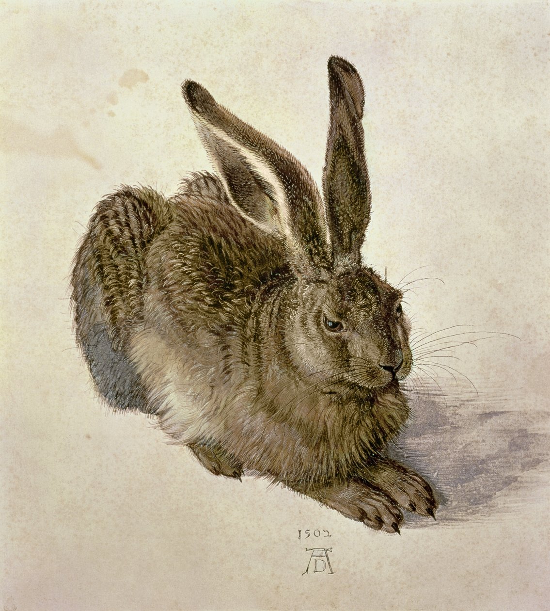 Giovane lepre da Albrecht Dürer