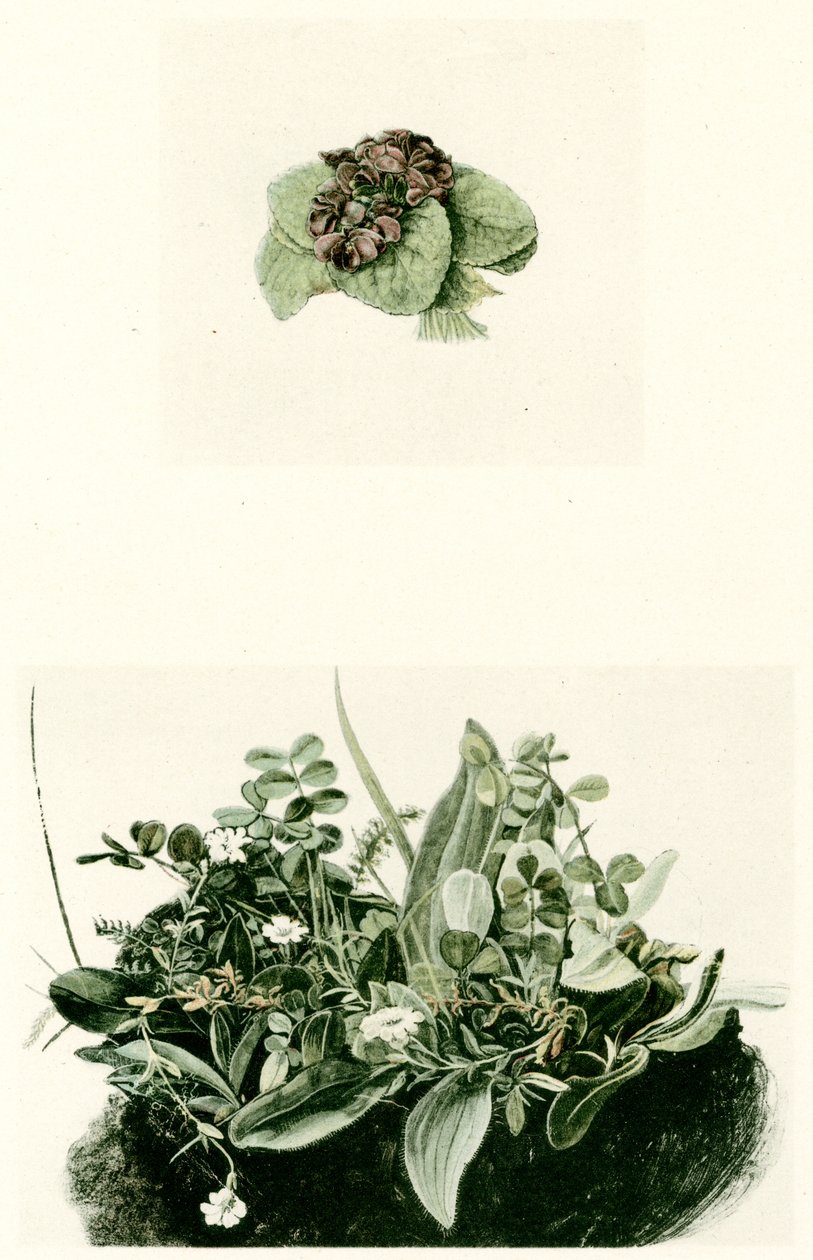 Violette da Albrecht Dürer