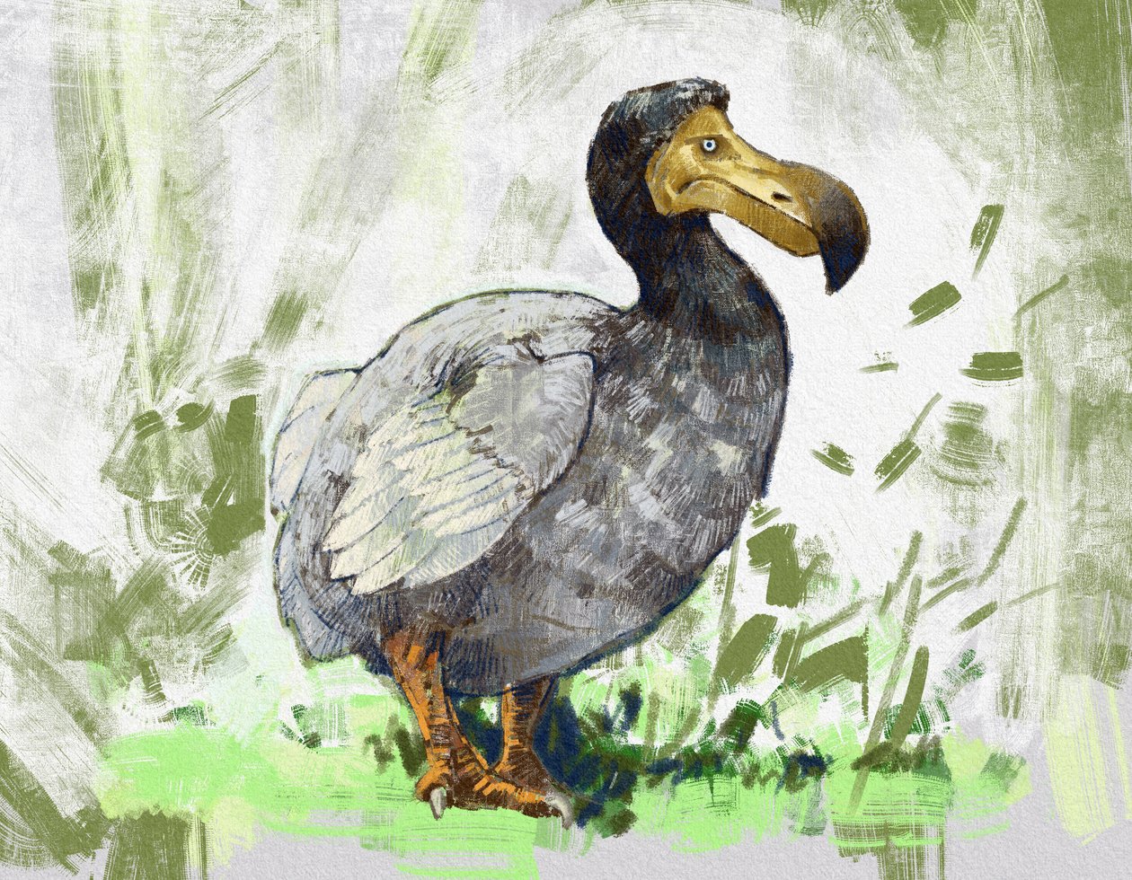 Rappresentazione del dodo estinto (illustrazione) da Alessandro Lonati