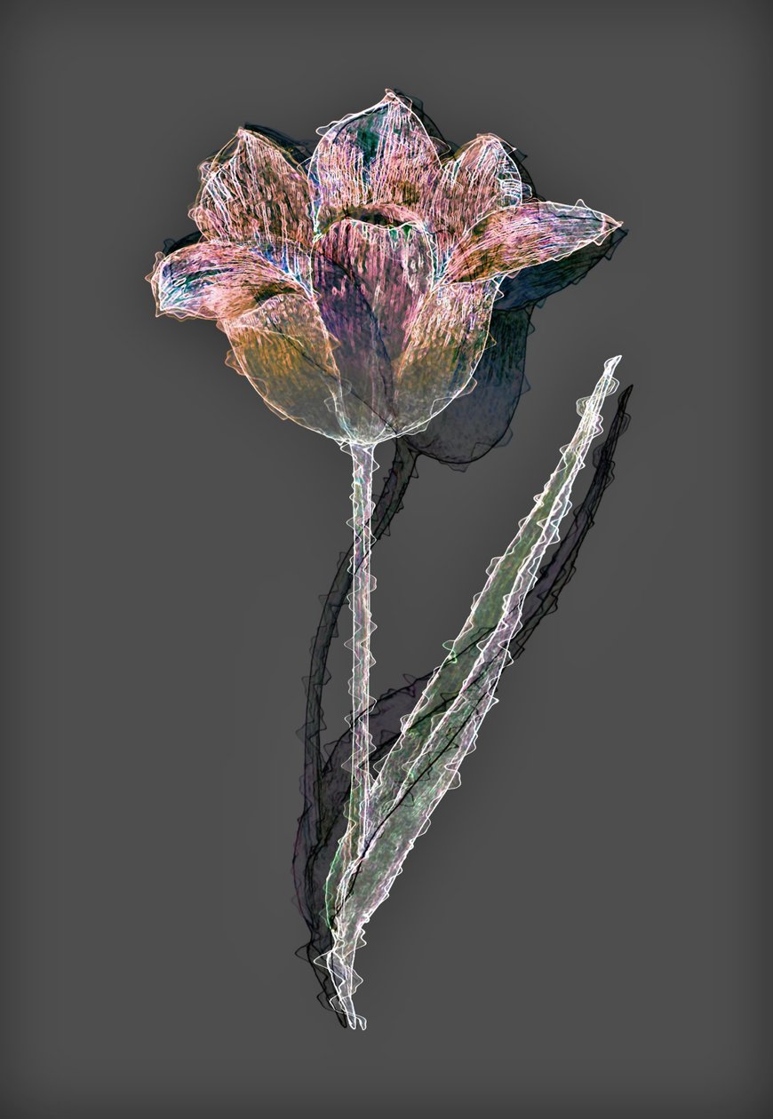 Fiore da Alex Caminker