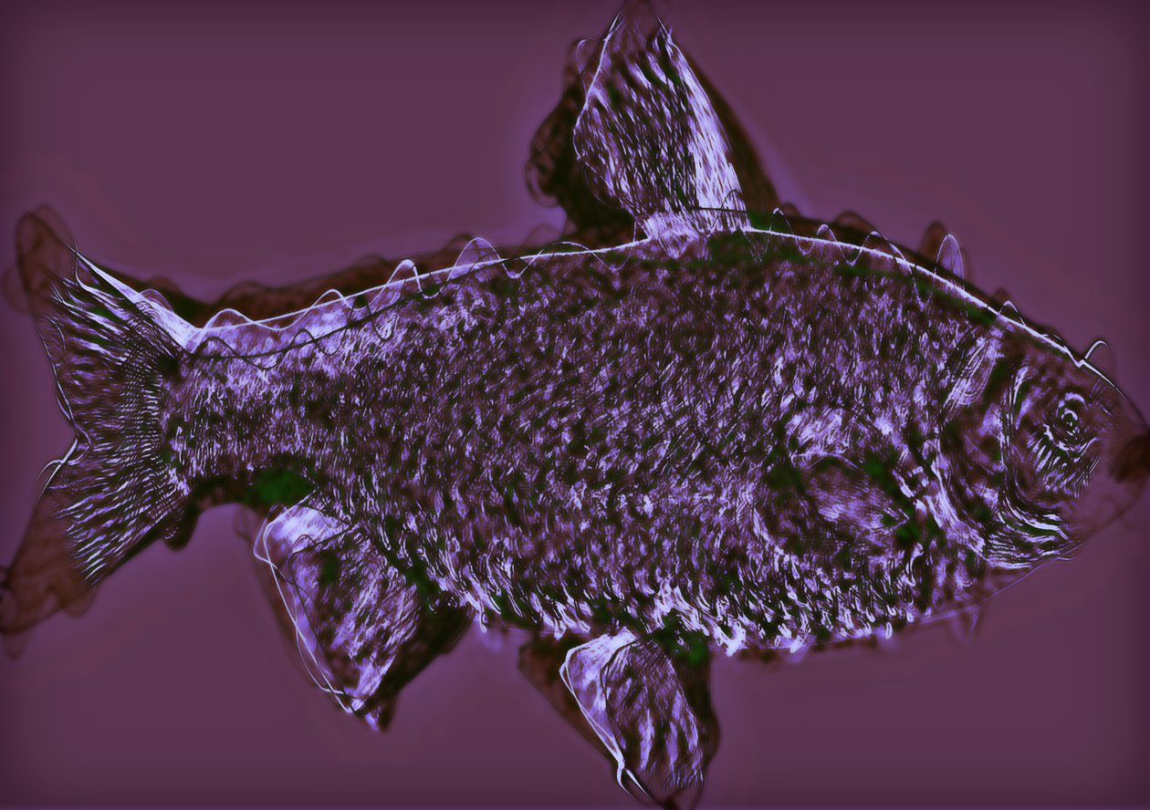 Pesce da Alex Caminker