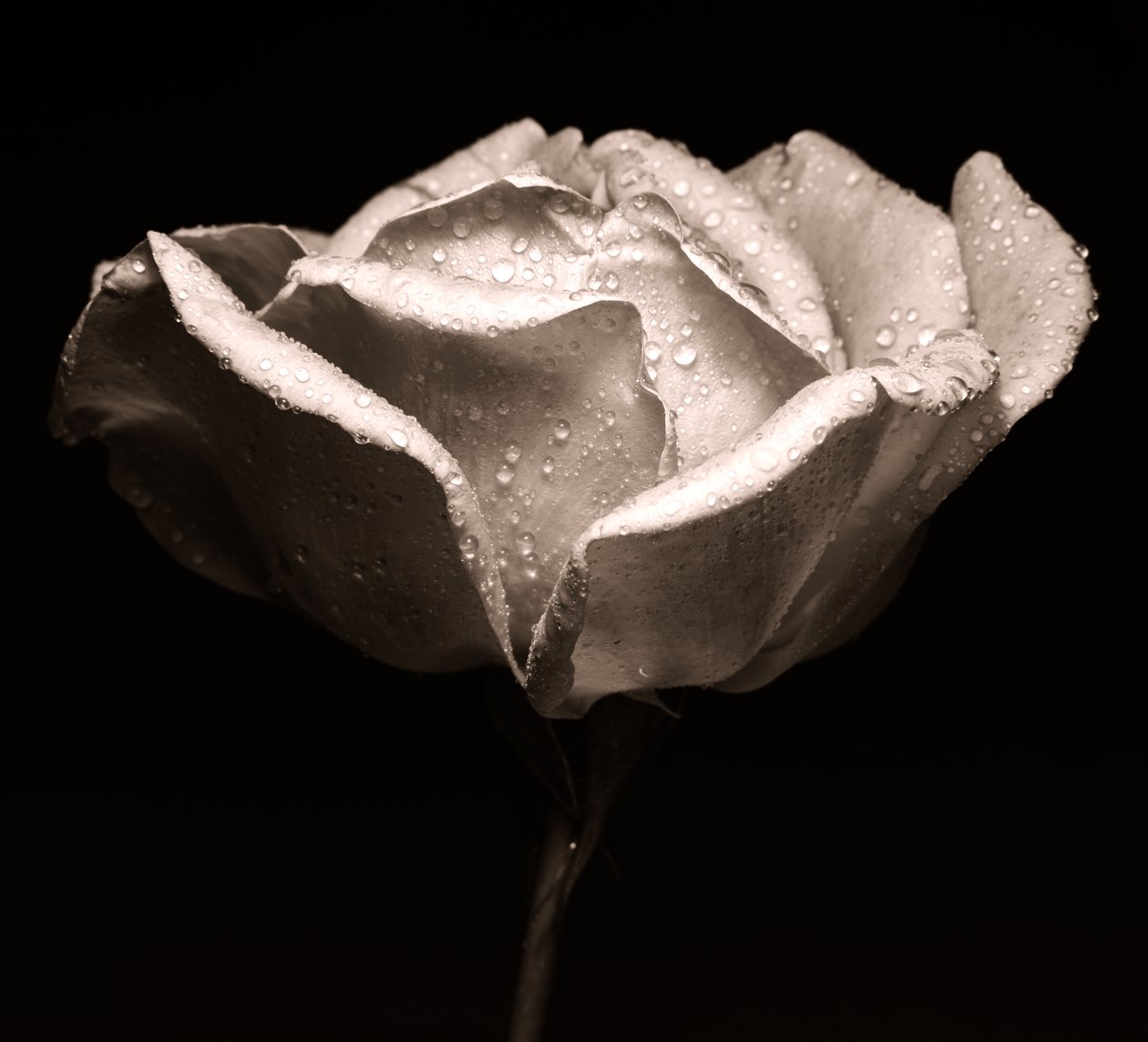 Rosa da Alex Caminker