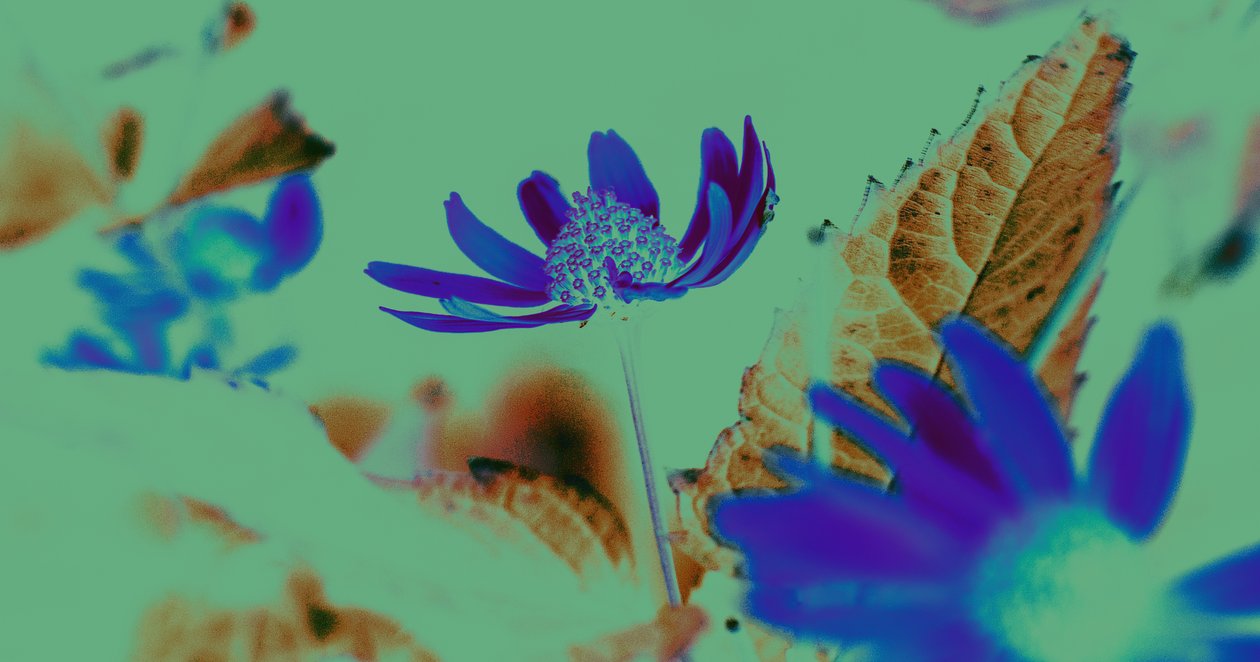 Visione UV, 2019 da Alex Caminker