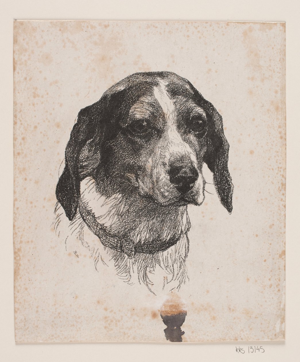 Testa di Cane da Alexander Blom