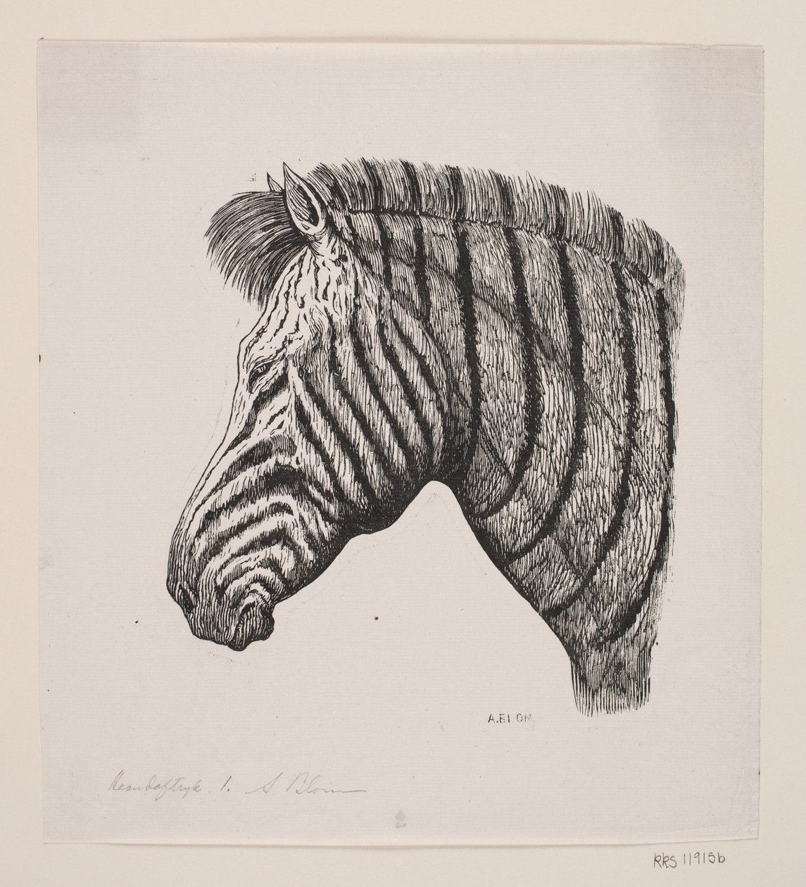 Testa di una zebra da Alexander Blom