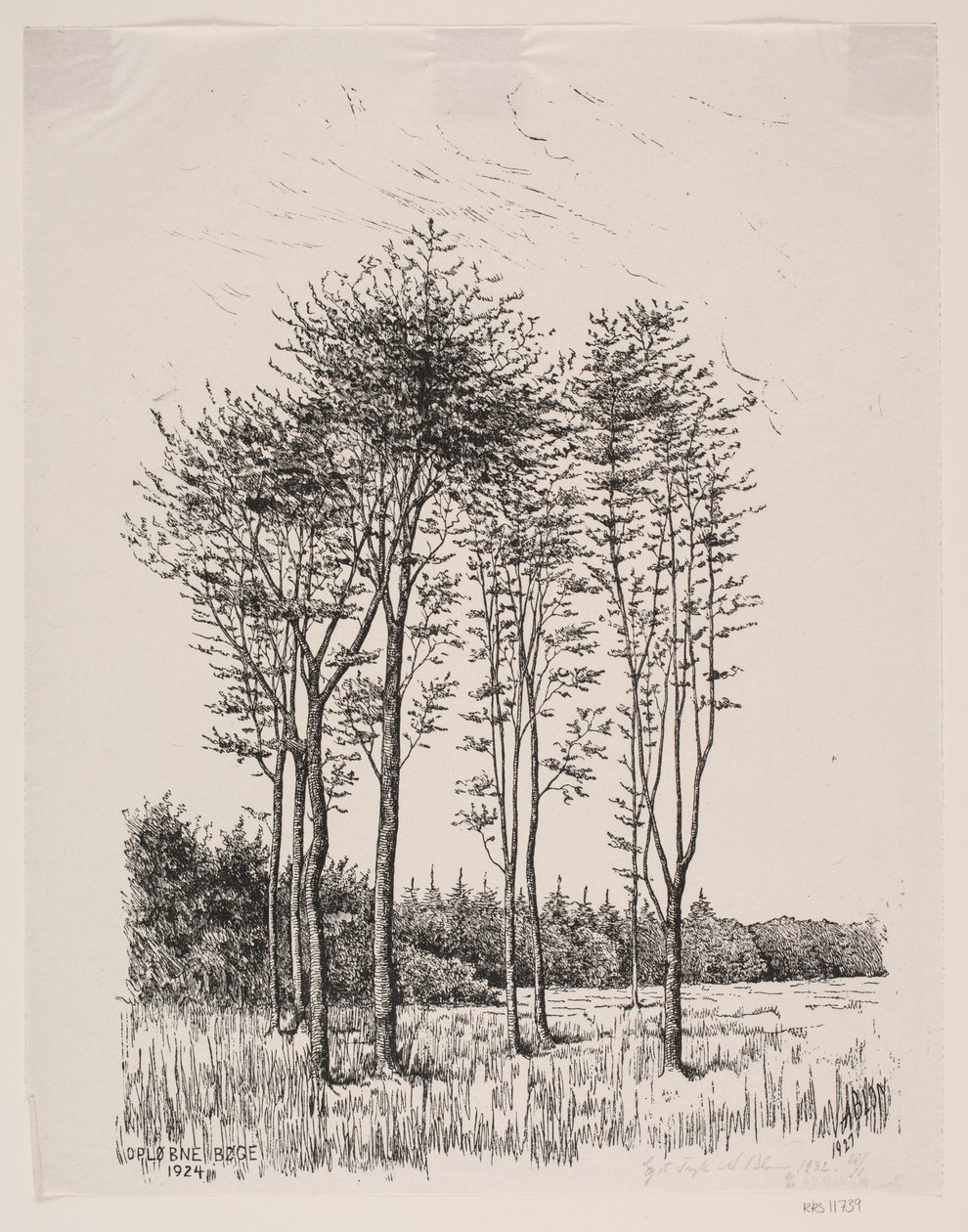 Faggi in crescita da Alexander Blom