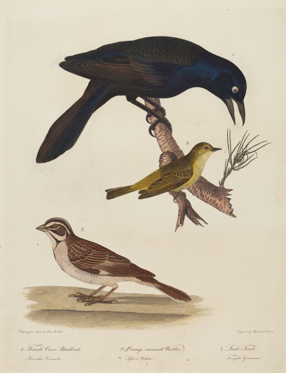 Merlo femmina, Parula coronata d