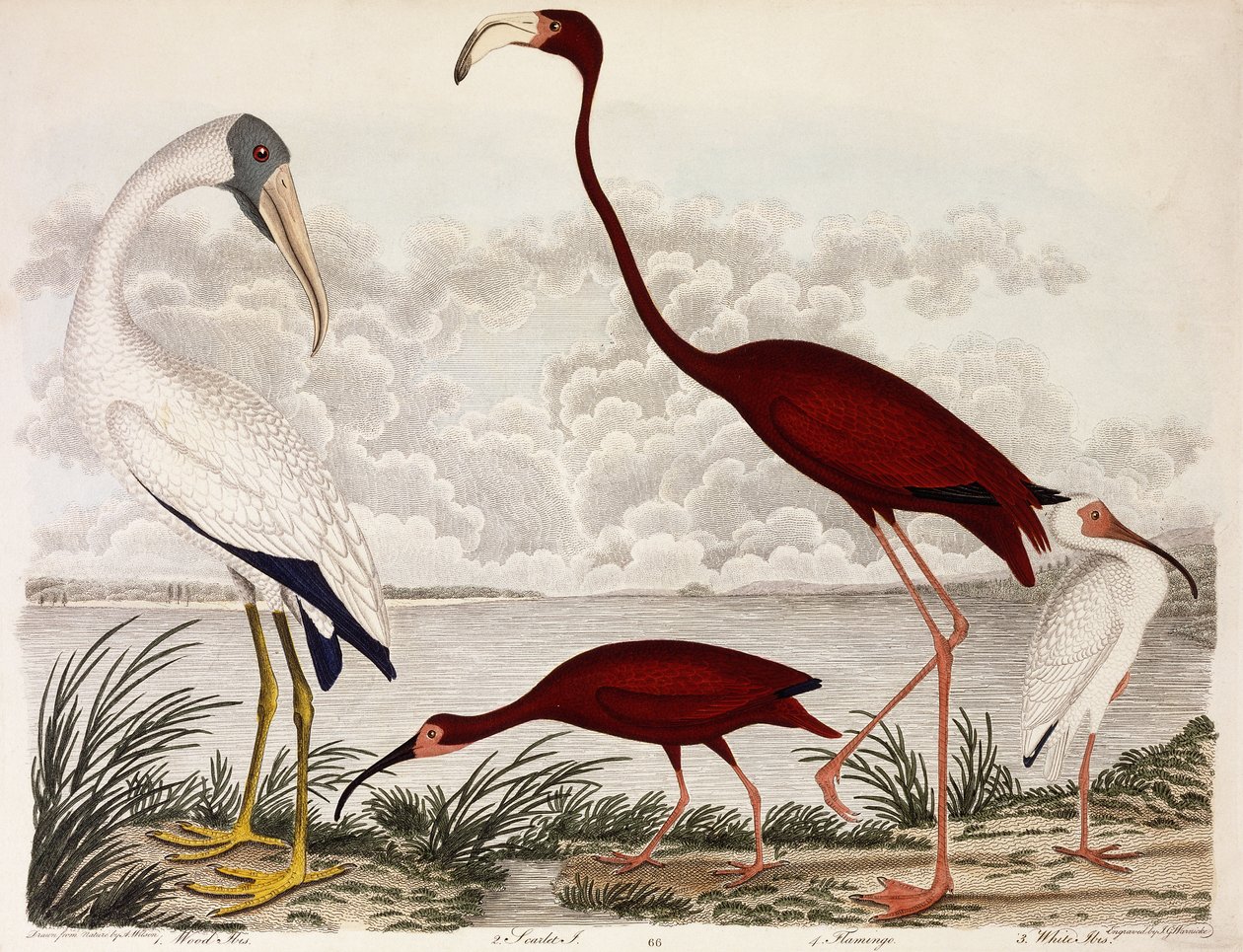Ibis del legno, fenicottero scarlatto, ibis bianco, c.1828-1829 da Alexander Wilson