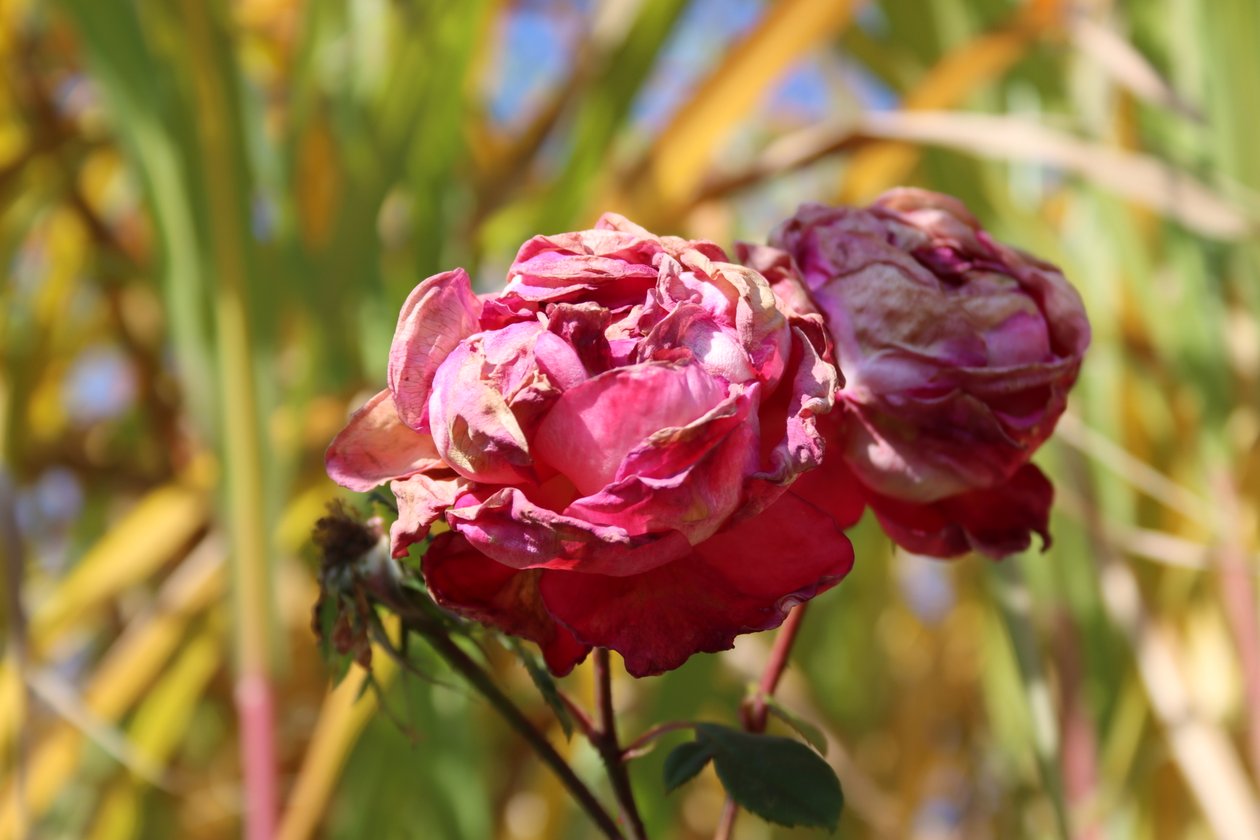 Rose appassite a fine estate da Alexandra Joseph