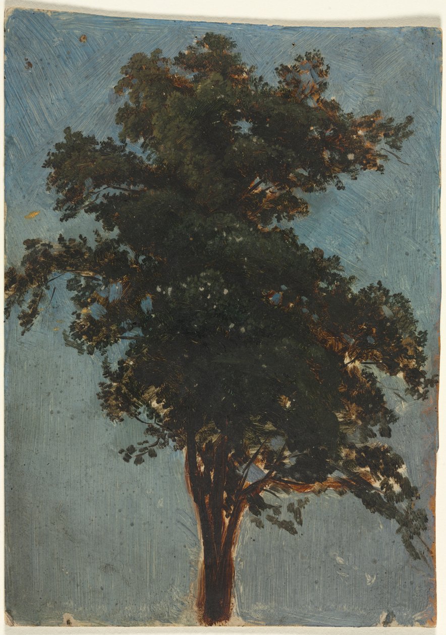 Studio di Albero da Alexandre Calame
