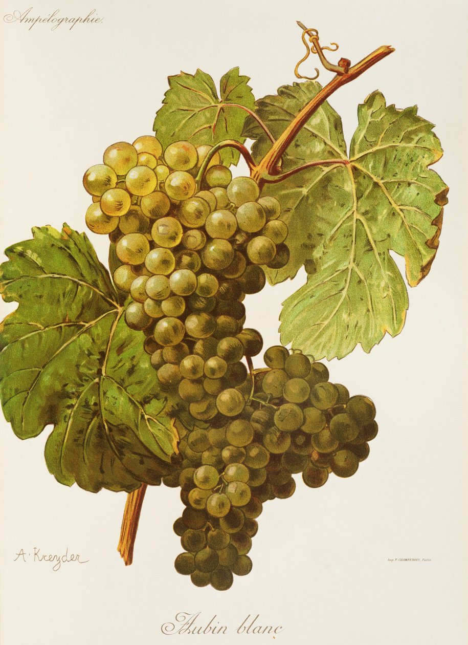 Uva Aubin Blanc da Alexis Kreyder