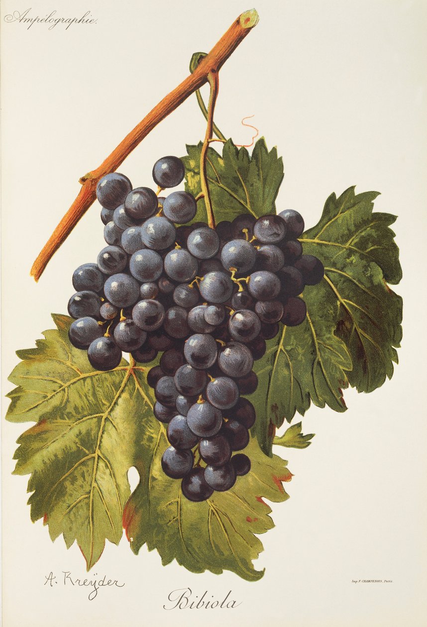 Bibiola da Alexis Kreyder