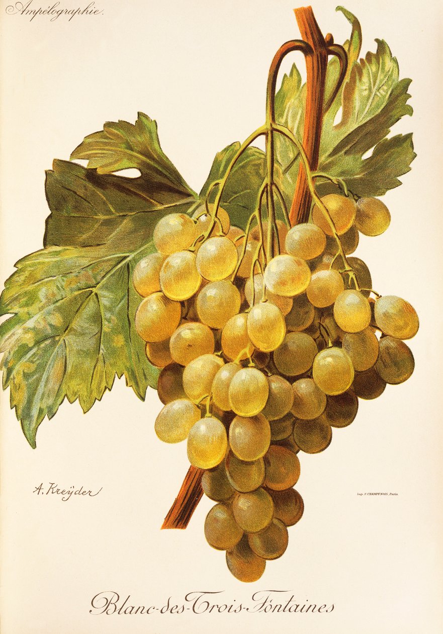 Uva Blanc-des-Trois-Fontaines da Alexis Kreyder