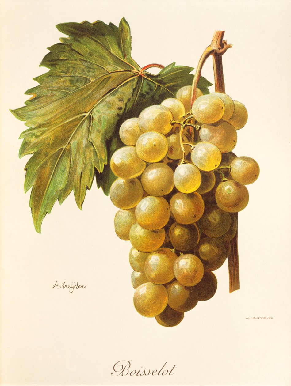 Uva Boisselot da Alexis Kreyder