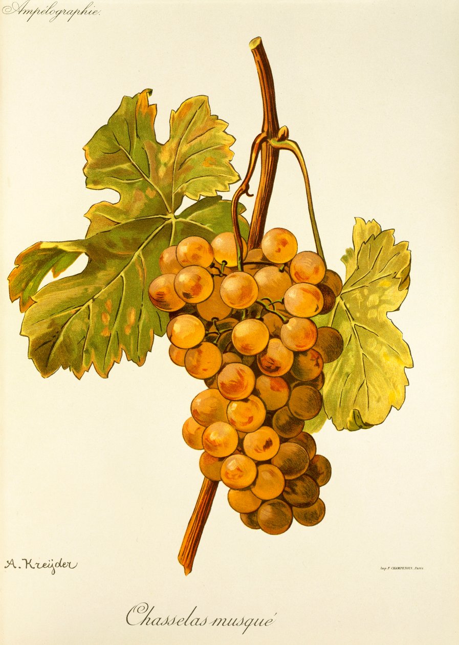 Uva Chasselas Musqué da Alexis Kreyder