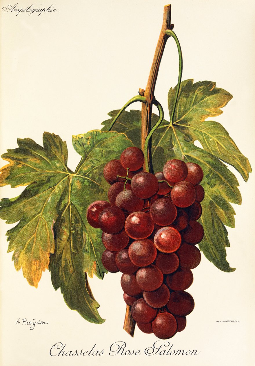 Uva Chasselas Rose Salomon da Alexis Kreyder