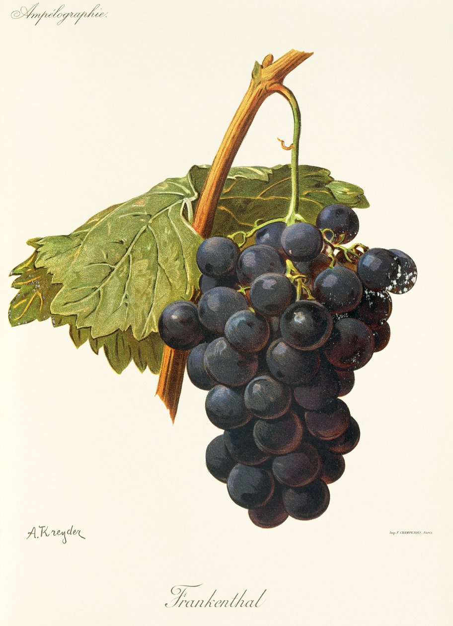 Uva Frankenthal da Alexis Kreyder