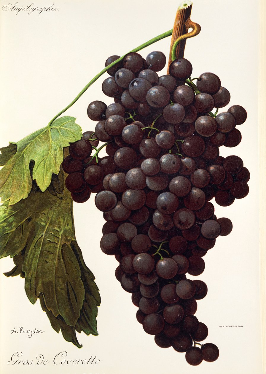 Uva Gros de Coveretto da Alexis Kreyder