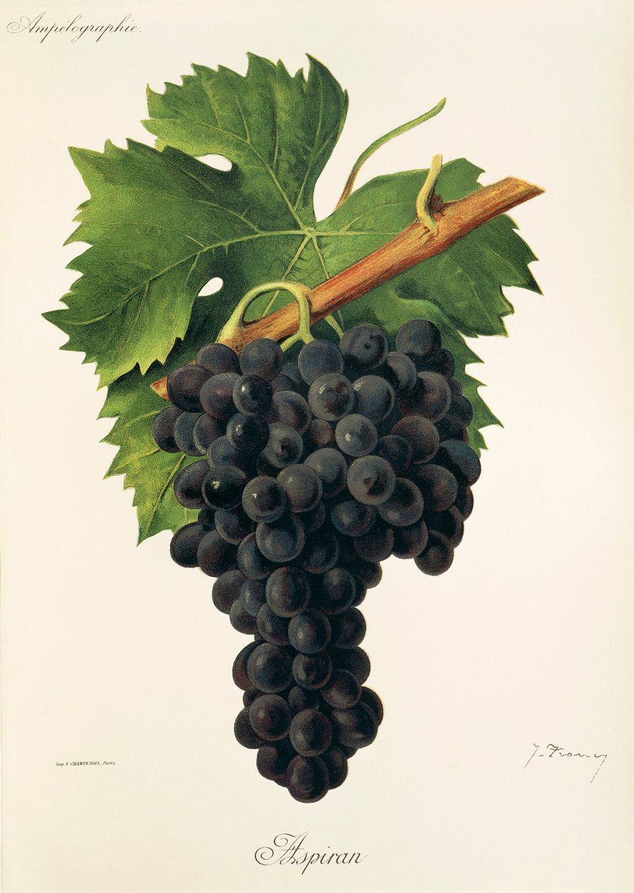 Uva Inzolia da Alexis Kreyder