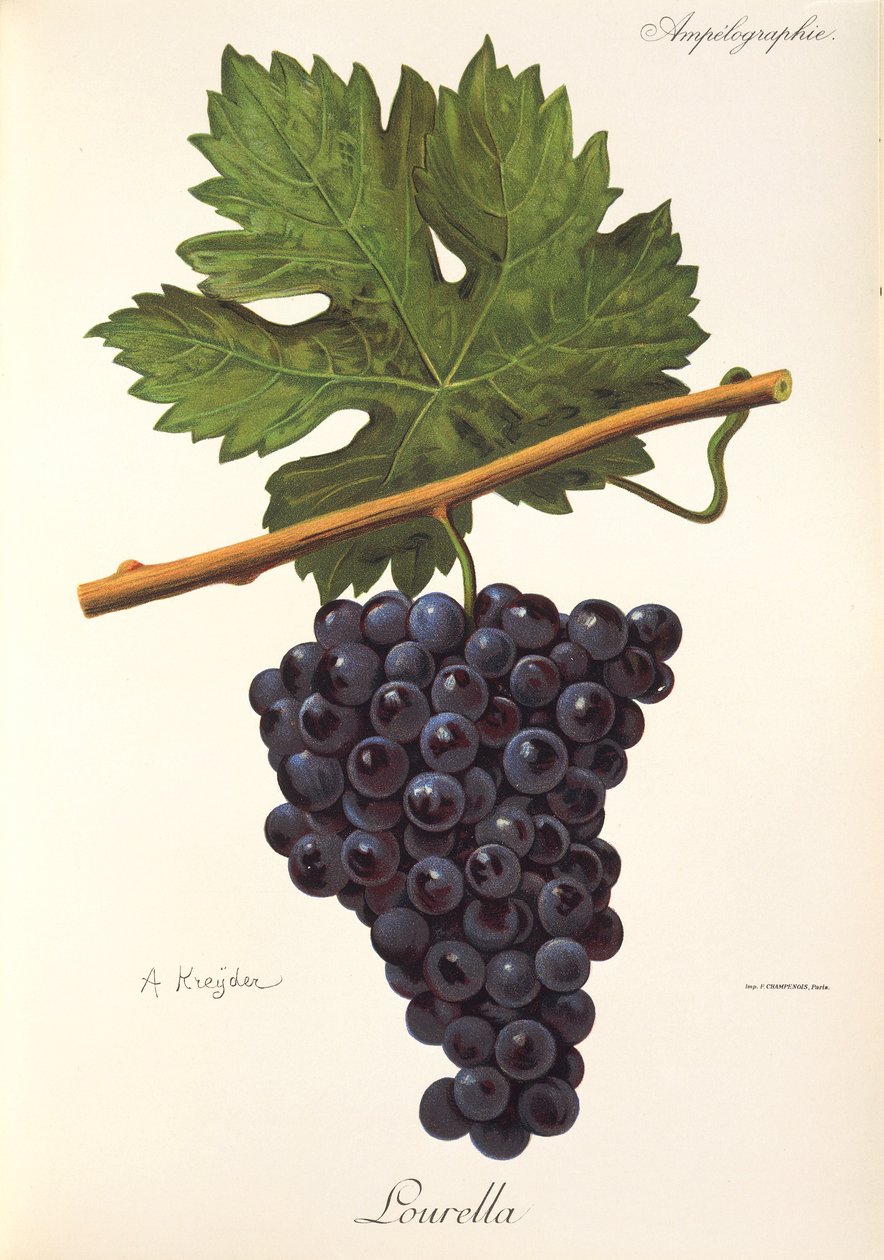Uva Lourella di A. Kreyder da Alexis Kreyder