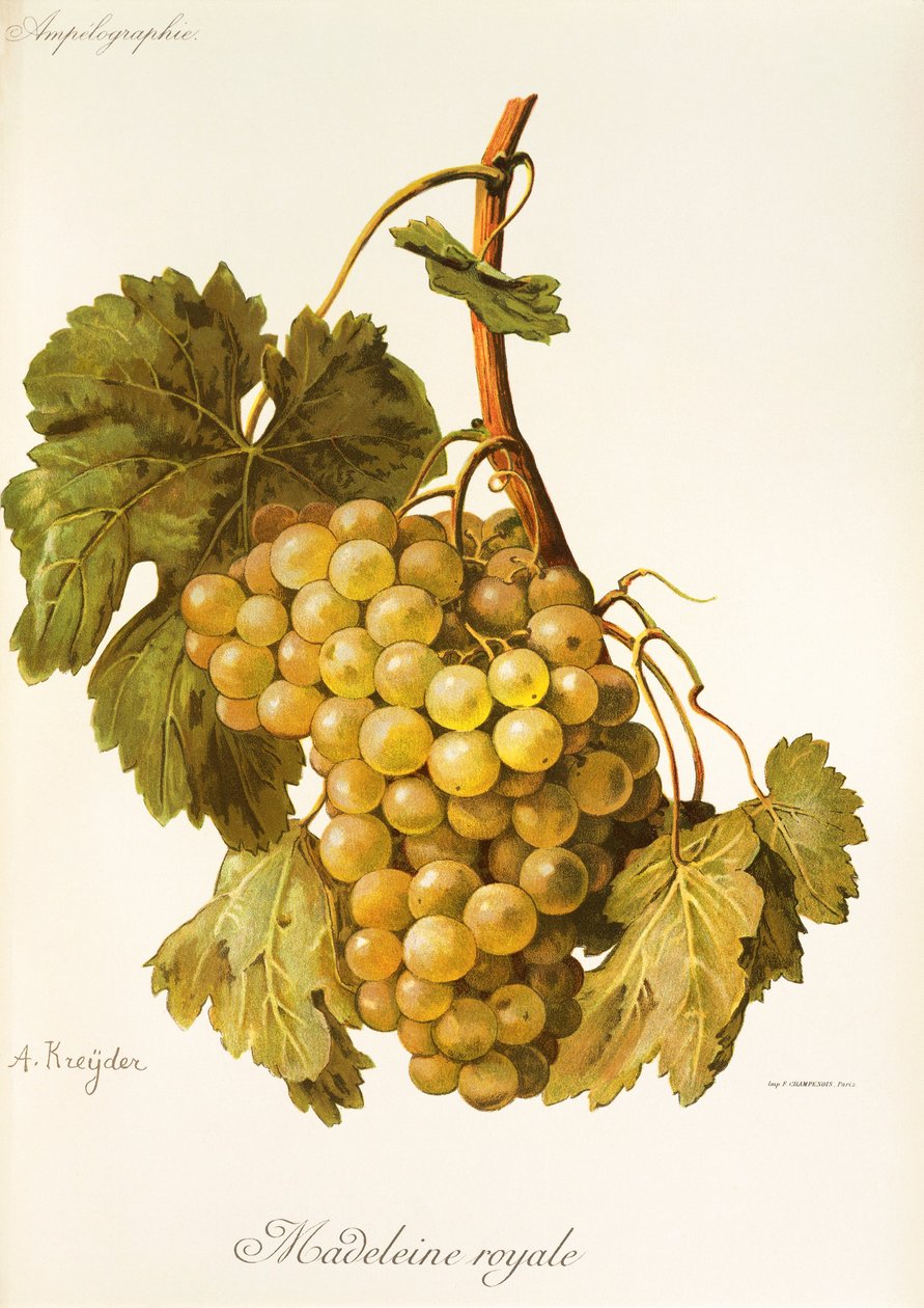Uva Madeleine Royale da Alexis Kreyder