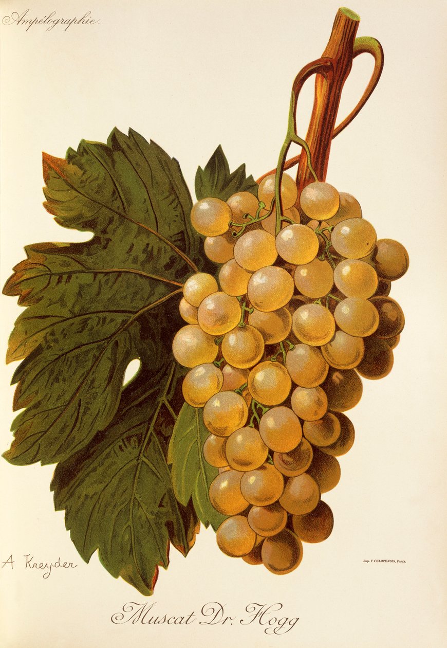 Uva Muscat Dr. Hogg da Alexis Kreyder