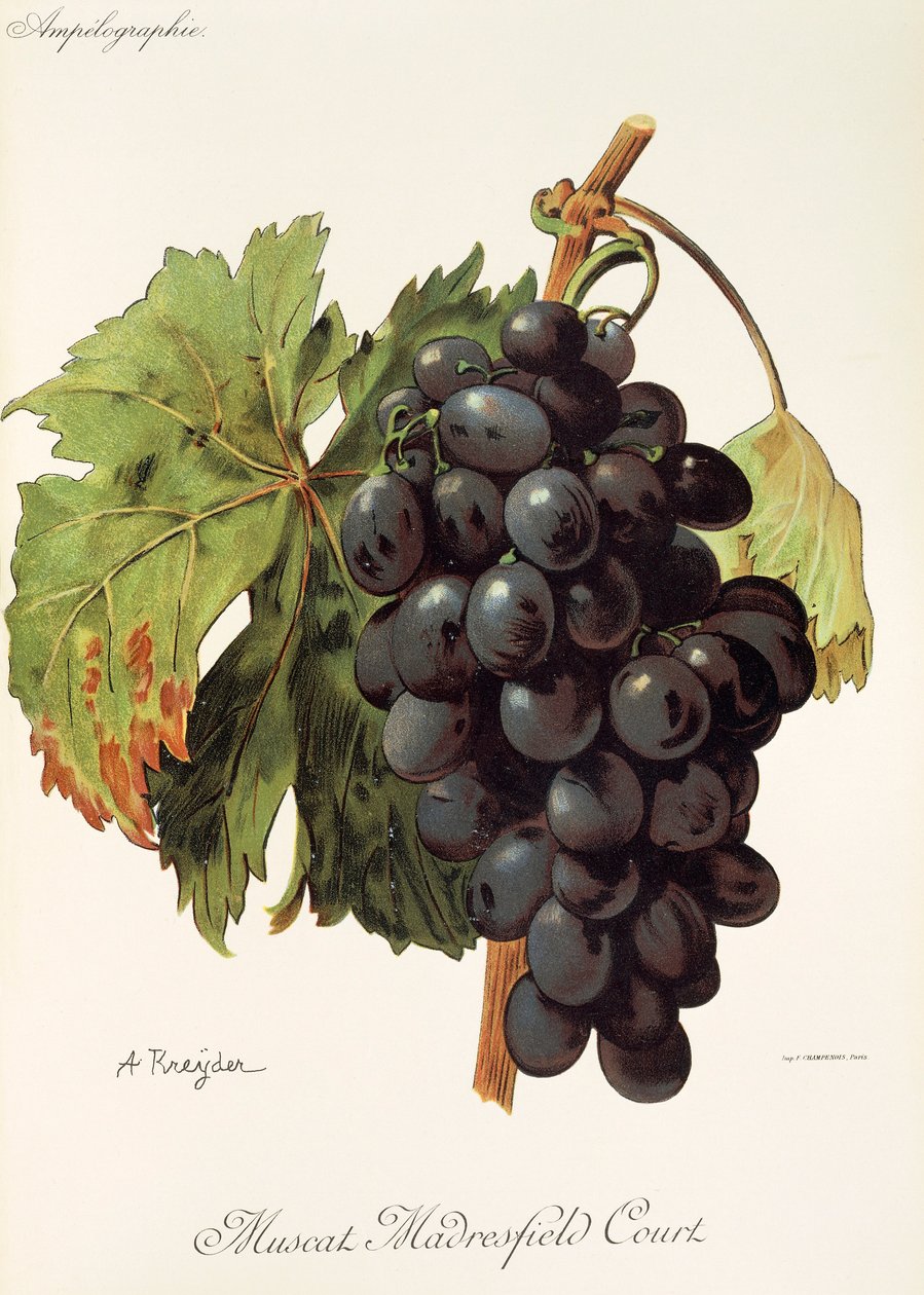 Uva Muscat Madrefield Court di A. Kreyder da Alexis Kreyder