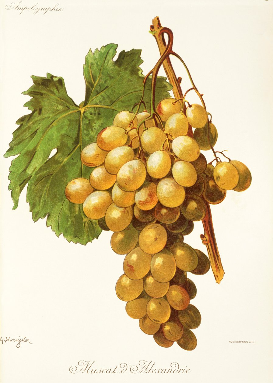 Uva Moscato d