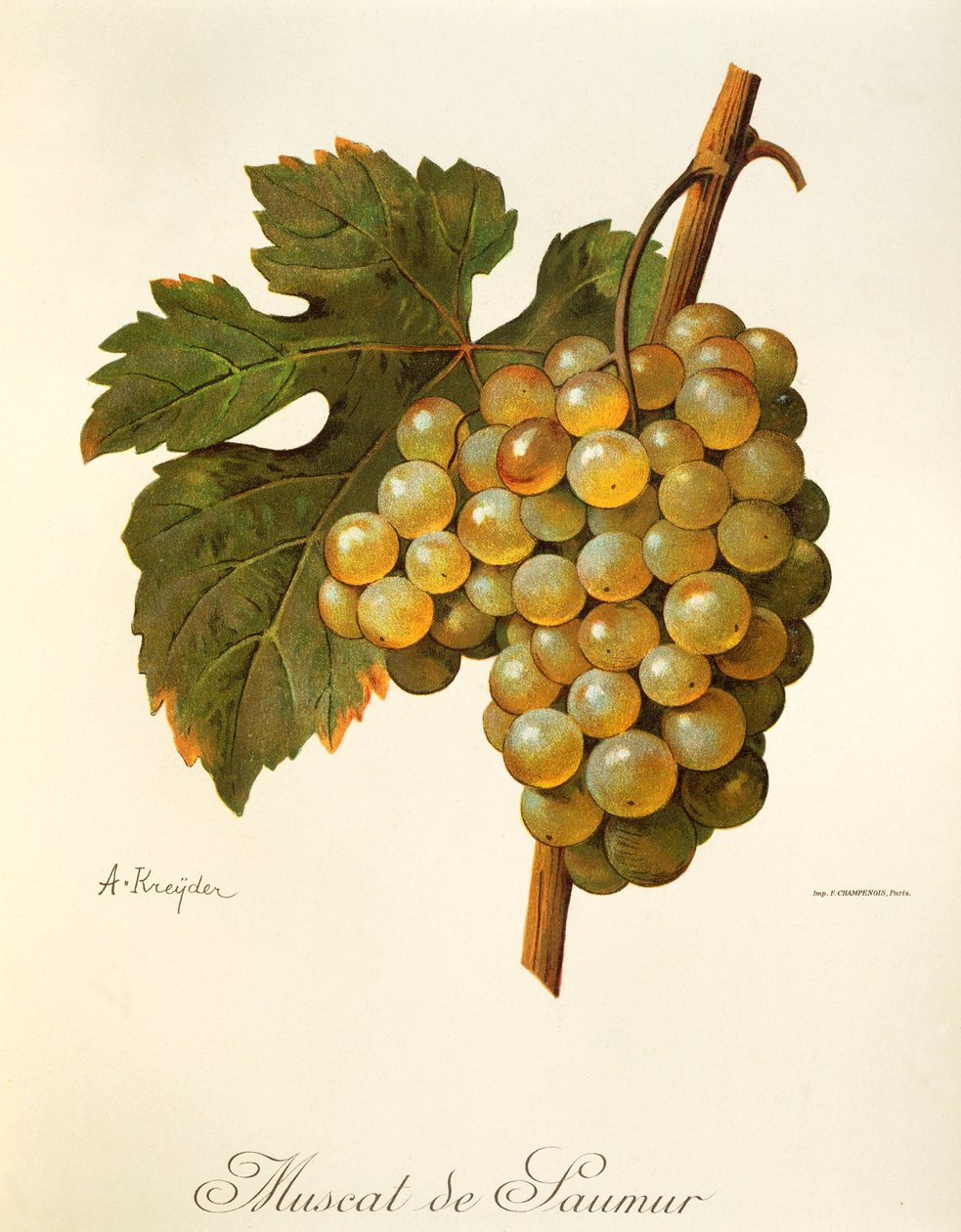 Uva Muscat de Saumur da Alexis Kreyder