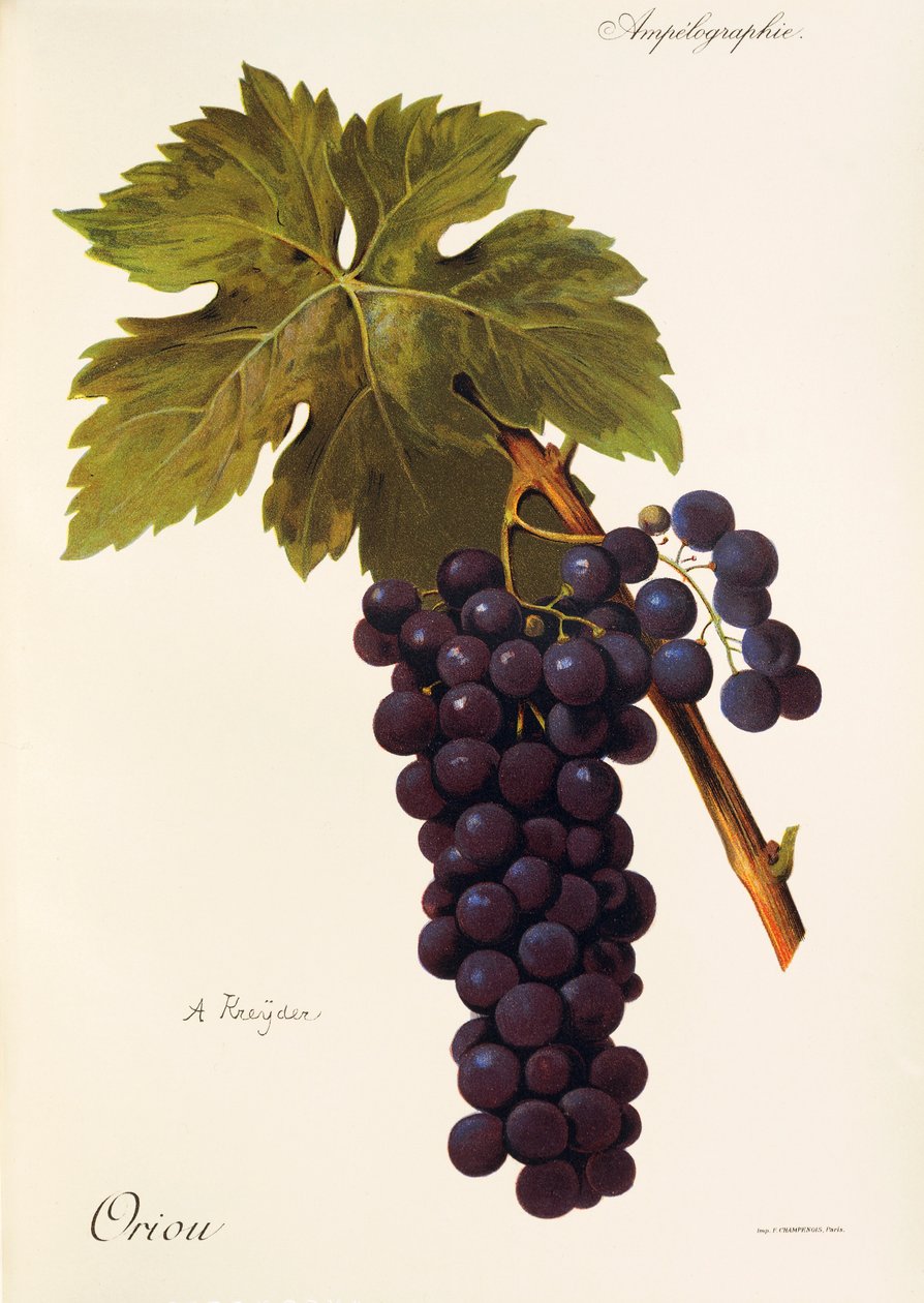 Uva Oriou da Alexis Kreyder