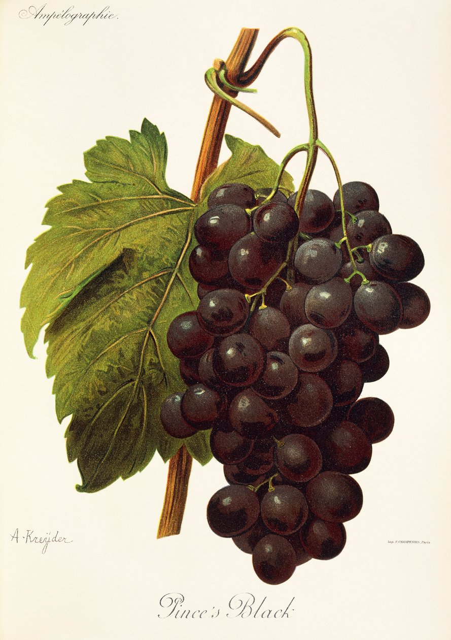Uva Pince