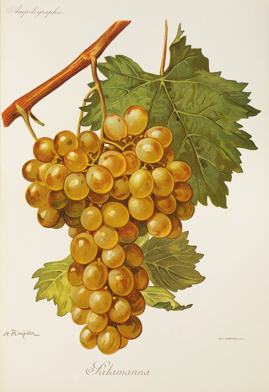 Uva Salamanna da Alexis Kreyder