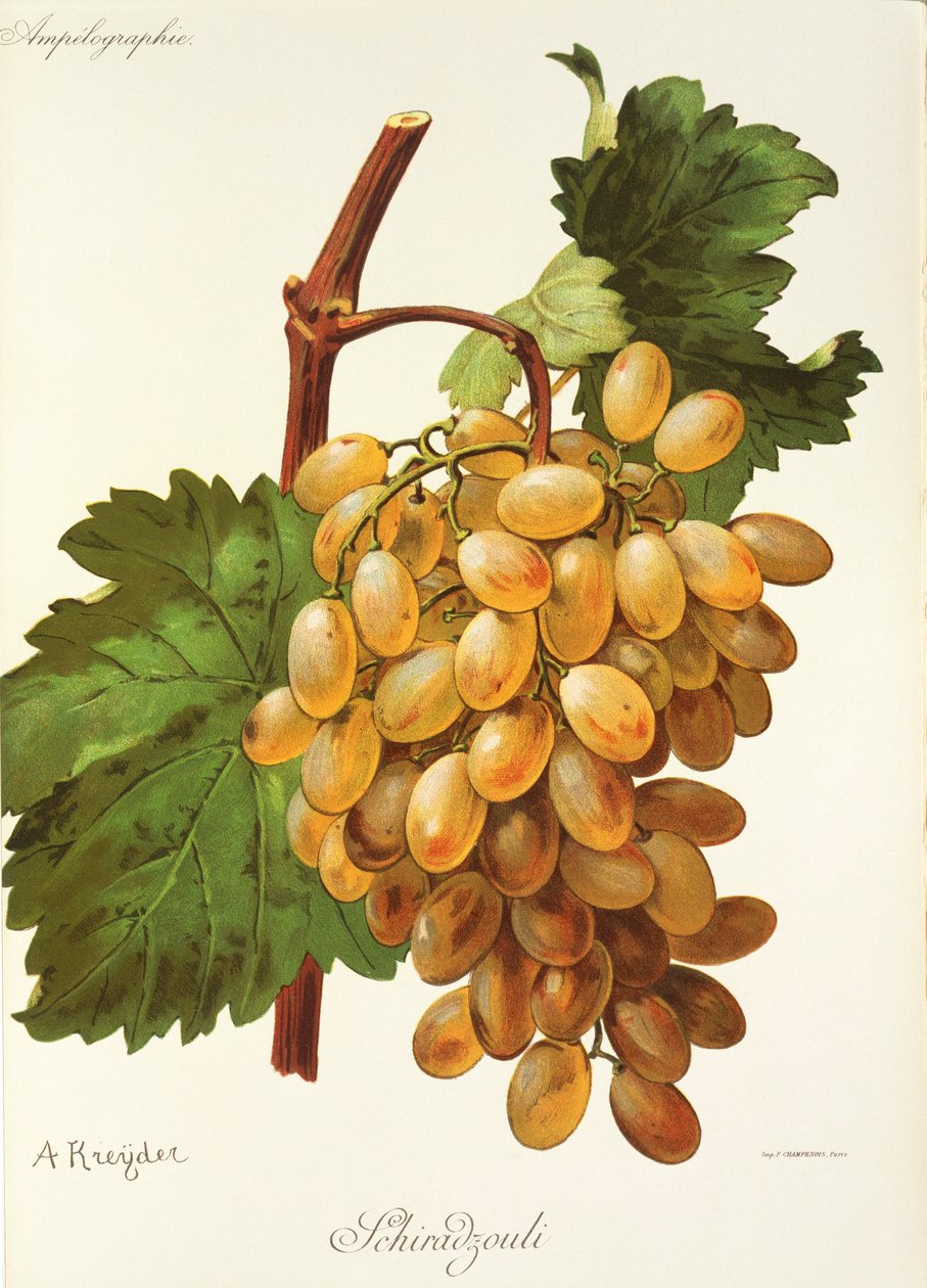 Uva Schiradzouli di A. Kreyder da Alexis Kreyder
