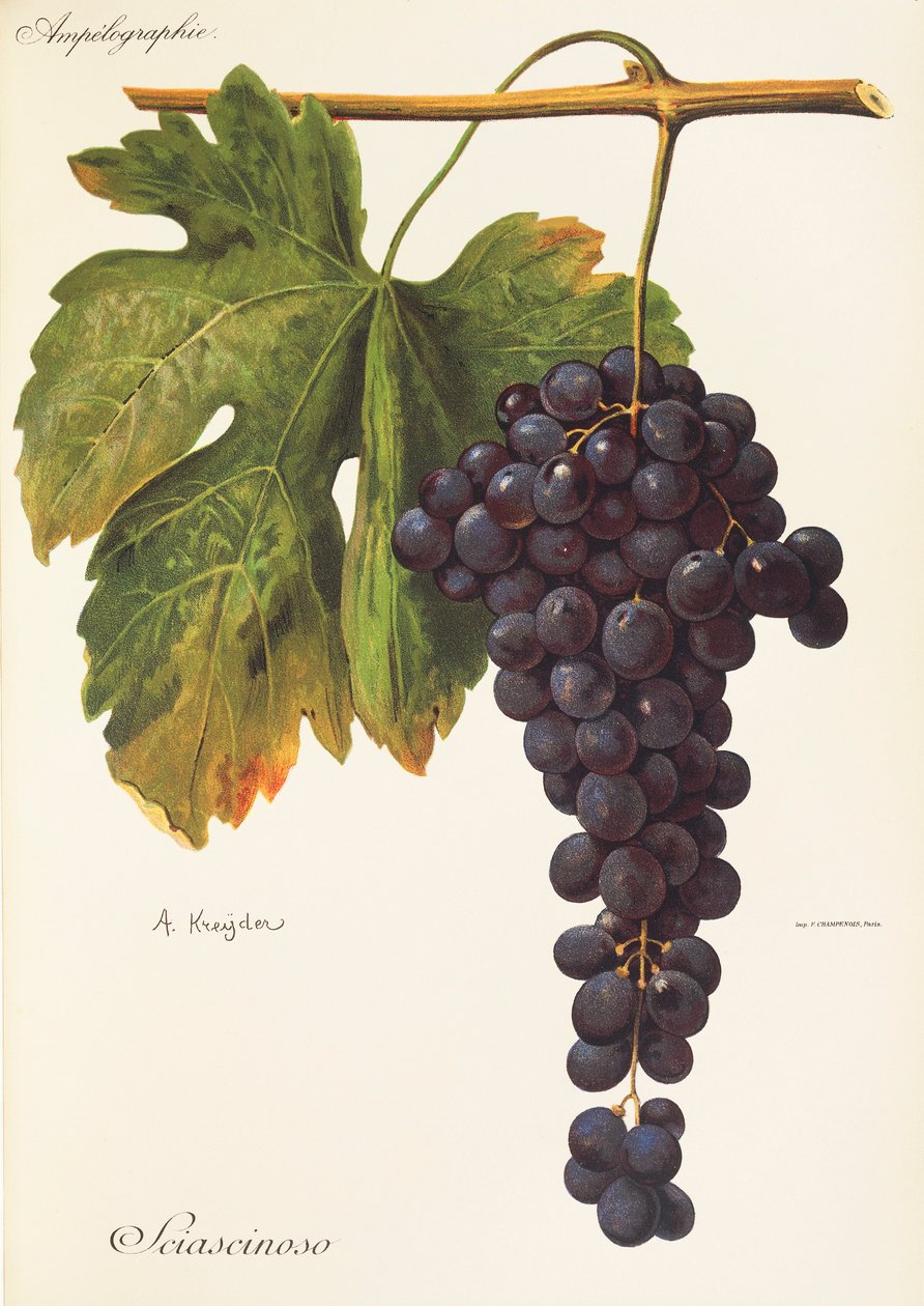 Uva Sciascinoso da Alexis Kreyder