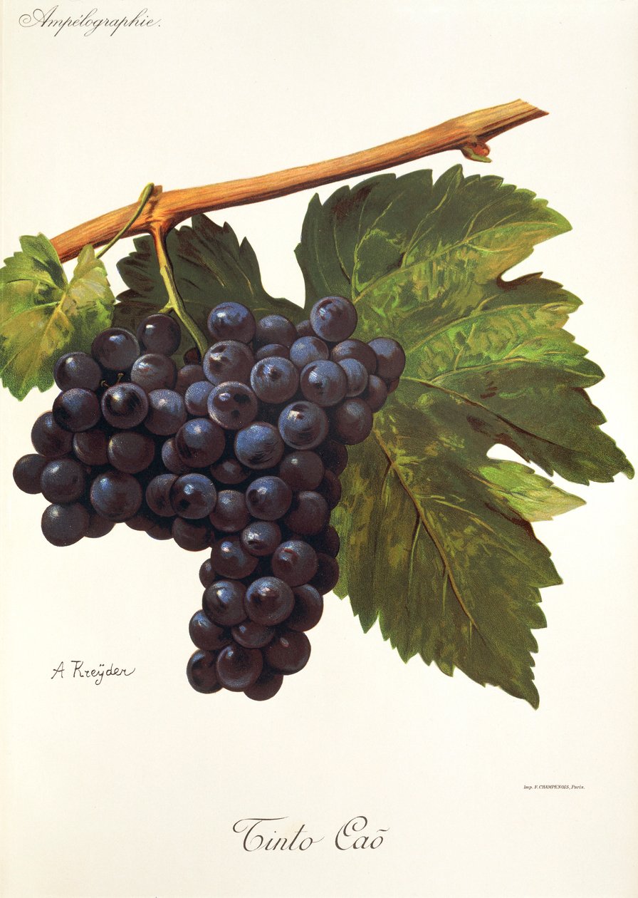Uva Tinto Cao da Alexis Kreyder