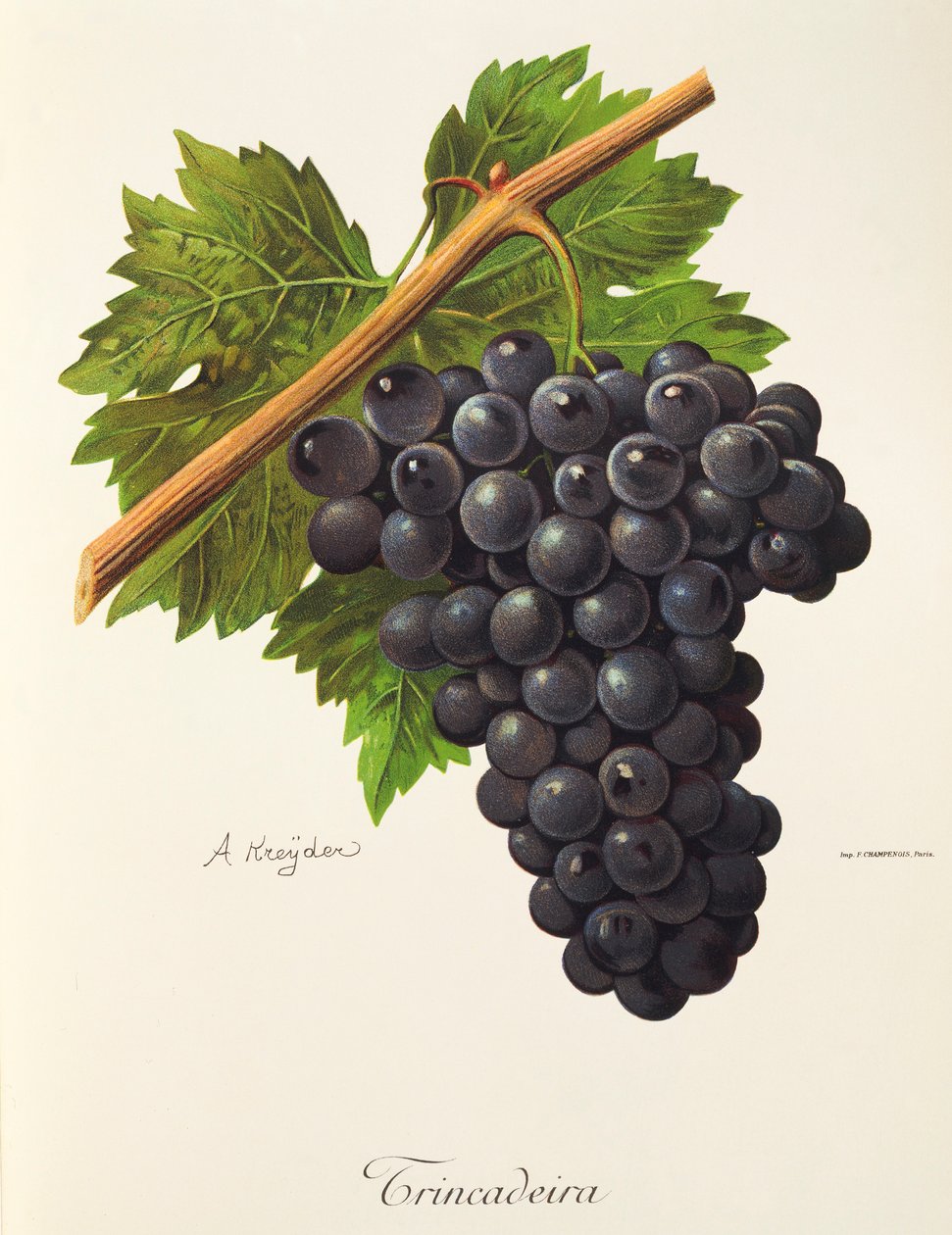 Uva Trincadeira di A. Kreyder da Alexis Kreyder