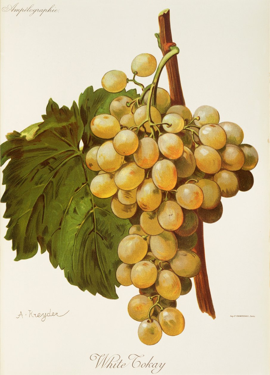 Uva Tokay Bianca da Alexis Kreyder