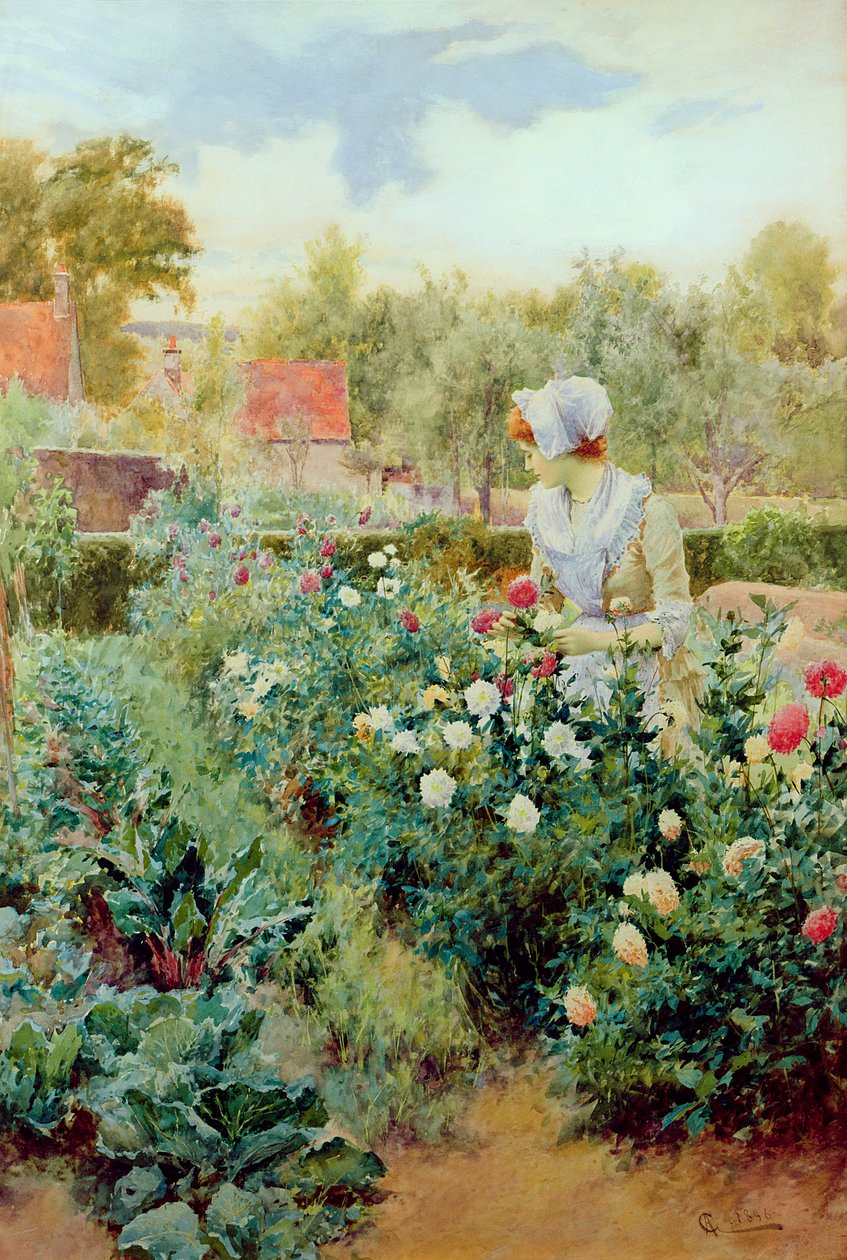 Dalie, 1896 da Alfred, Jr. Glendening